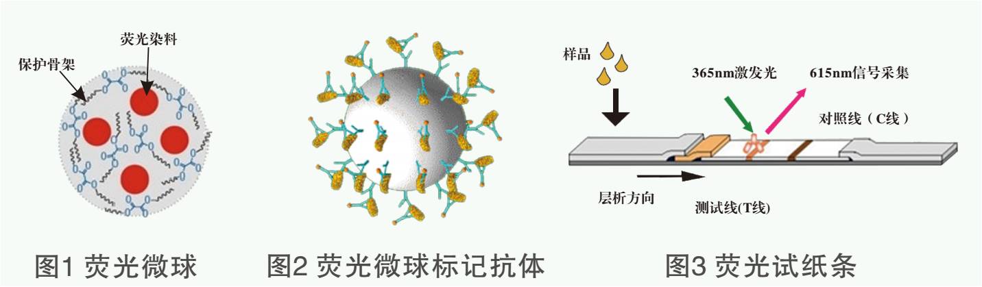 	玉米赤霉烯酮熒光定量檢測(cè)試紙條原理圖