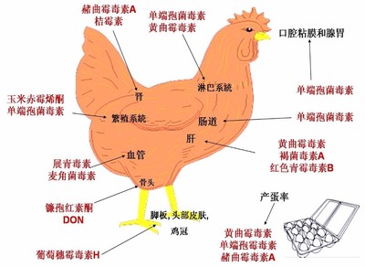 霉菌毒素對(duì)雞的危害