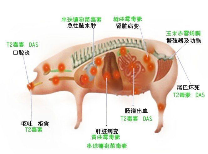 霉菌毒素對(duì)豬的危害