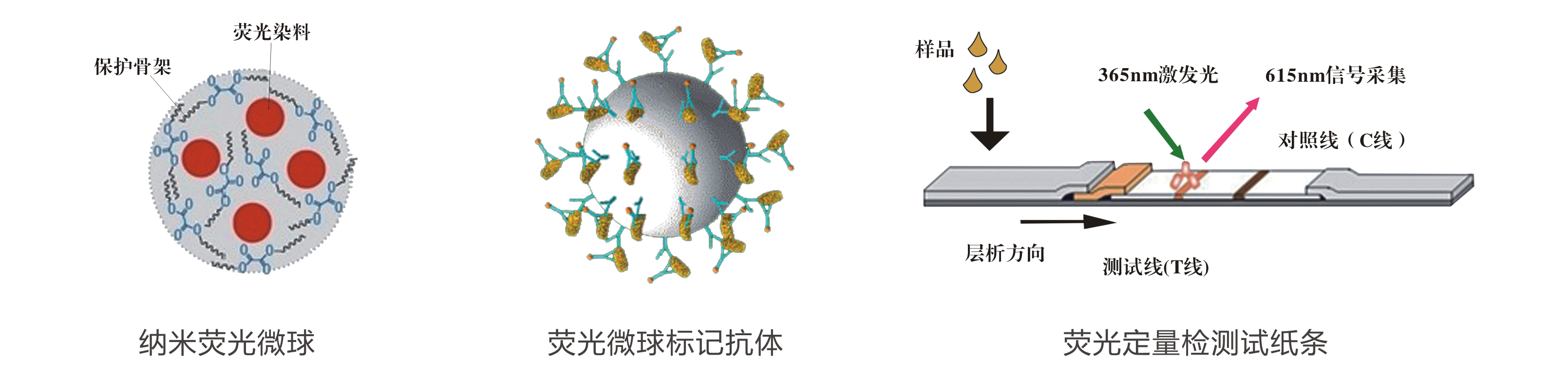 熒光定量免疫層析原理